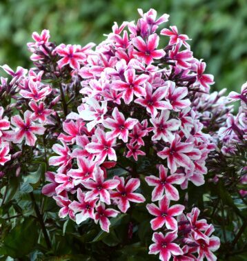 Floksis 'Palmyra'  (pieejams no jūnija)